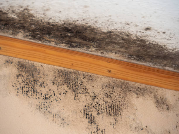 Best Commercial Mold Inspection  in Great Falls, SC