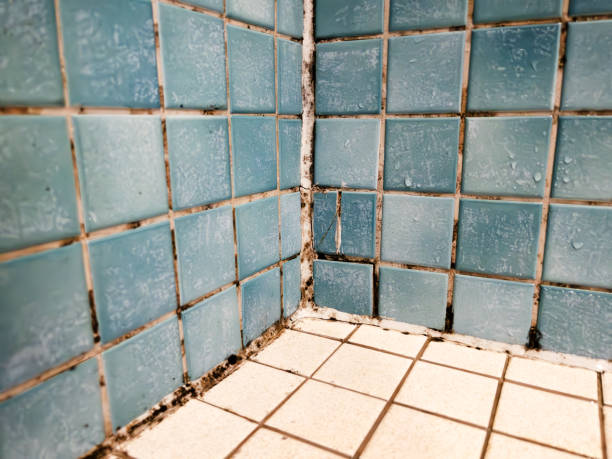 Best Mold Removal for HVAC Installations  in Great Falls, SC